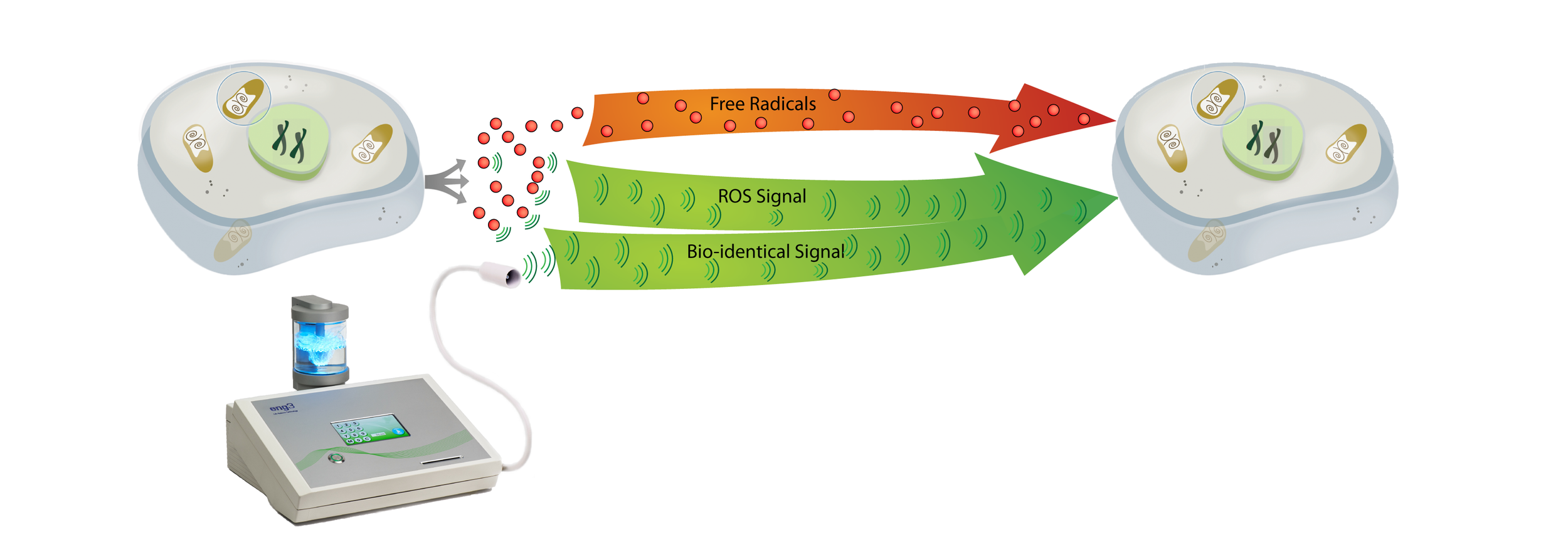 Diagram showing a scientific process involving cells, with arrows indicating signals or radicals, and a laboratory device emitting signals toward the cells.