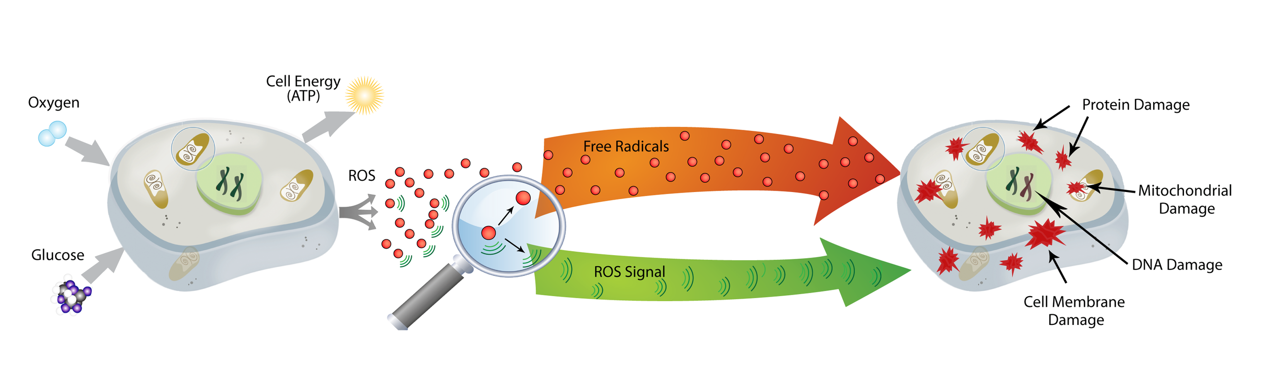 Diagram showing cellular damage caused by reactive oxygen species (ROS) and free radicals, including protein, mitochondrial, DNA, and cell membrane damage, originating from oxygen and glucose intake.