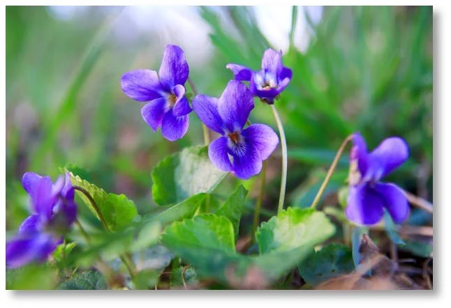 Sweet Wild Violet Flower Essence