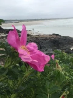 Beach Rose