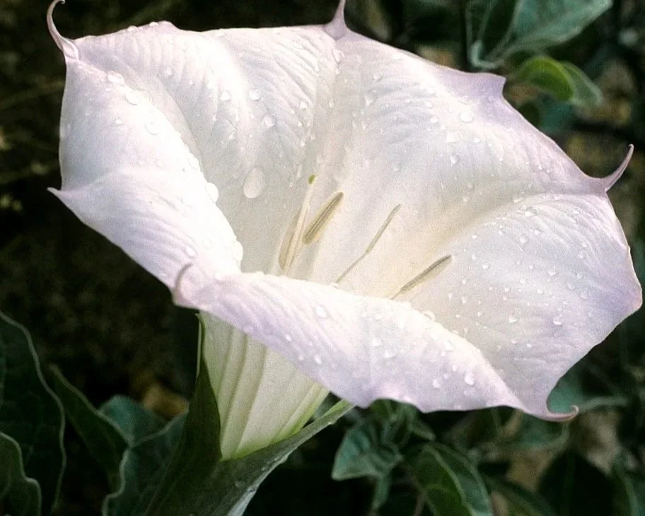 Sacred White Datura