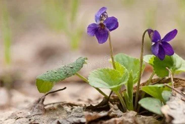 Wild Sweet Violets