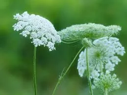 Queen Anne’s Lace