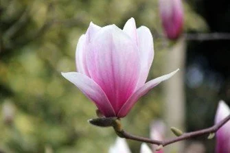                     Pink Magnolia                          