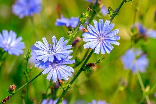 Chicory 