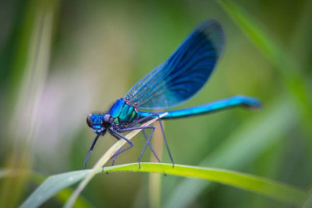 Damselflies