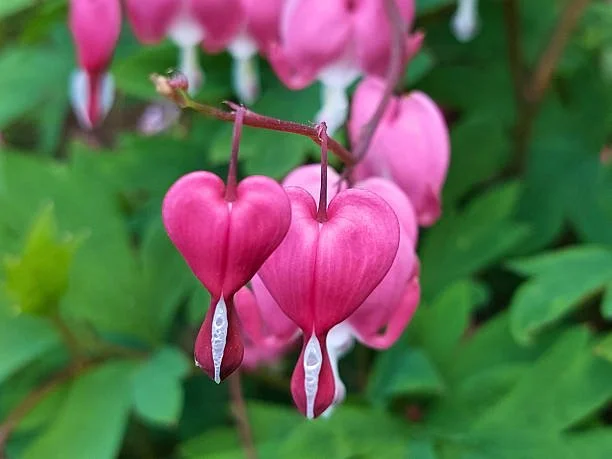 Pink Bleeding Heart