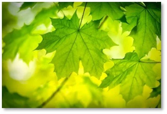 Sugar Maple 