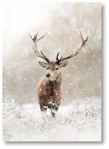 Deer Medicine