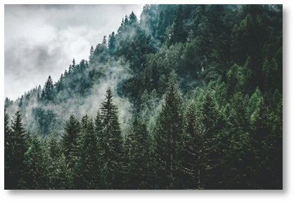 Pine