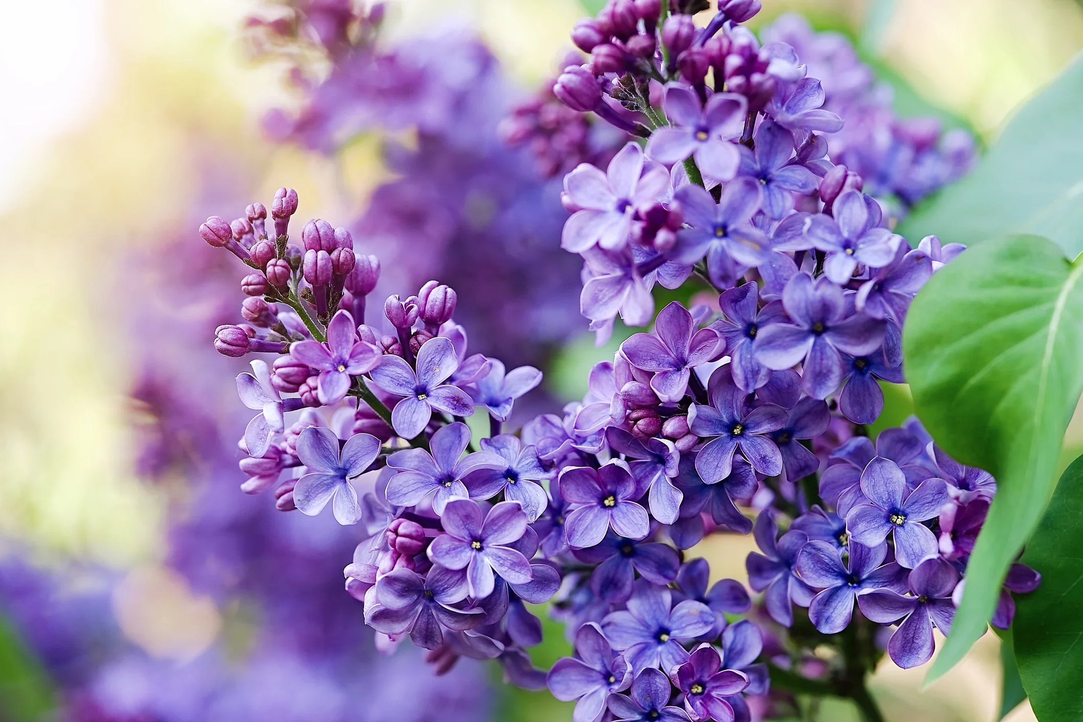 Purple Lilac