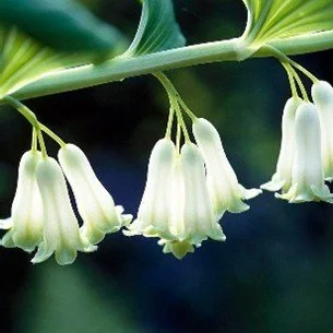 Solomon’s Seal
