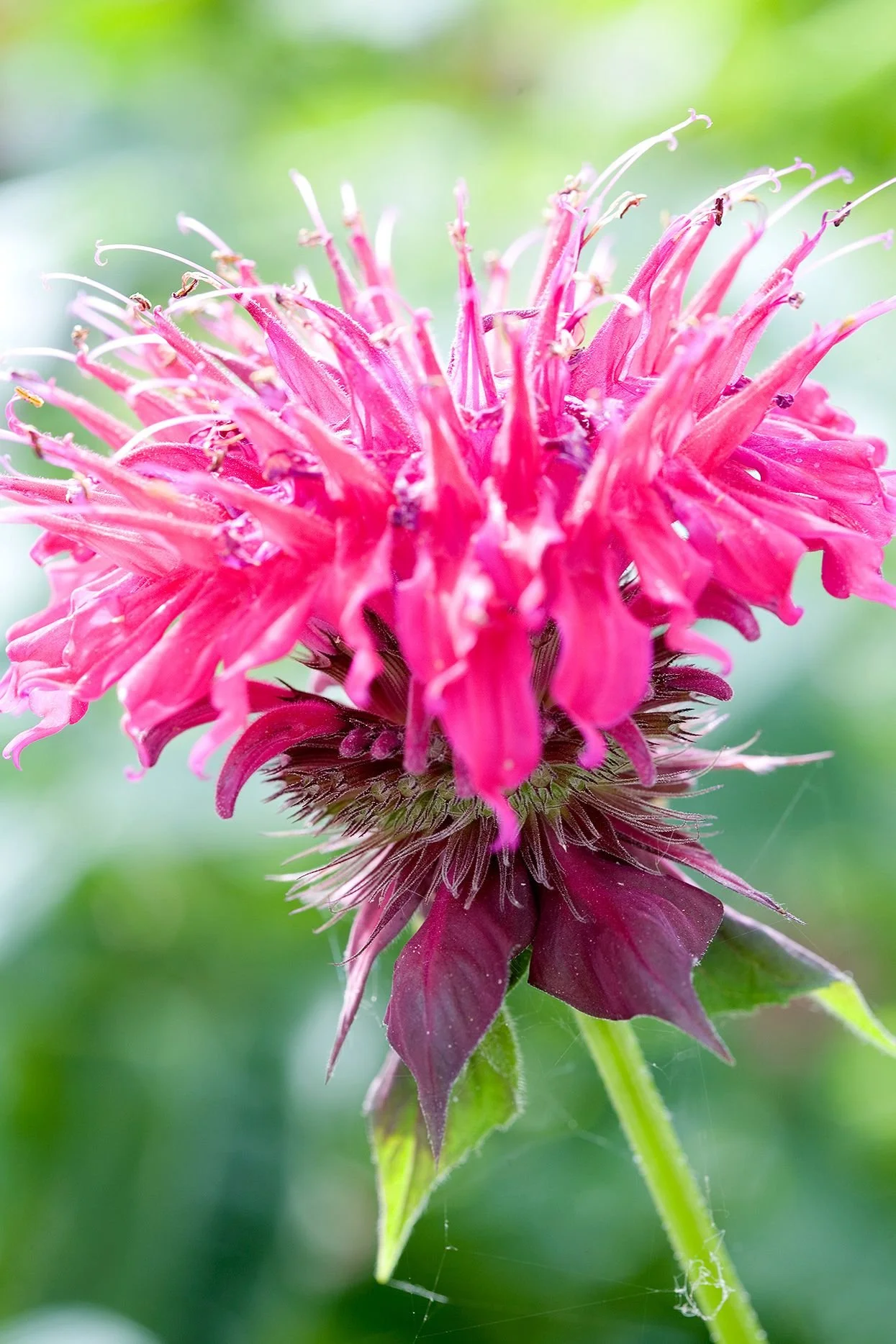 Bee Balm, Bergamot