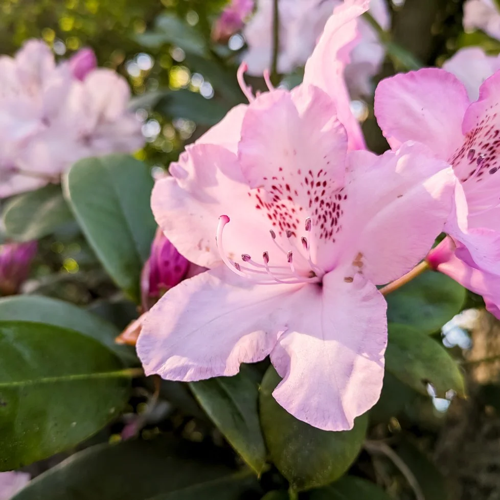Pink Rhodies