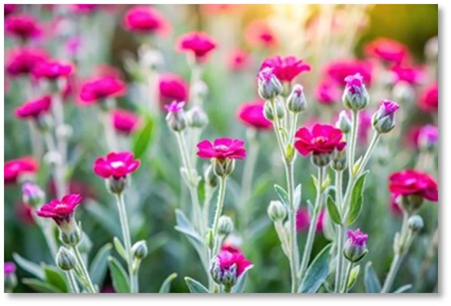 Pink Rose Campion