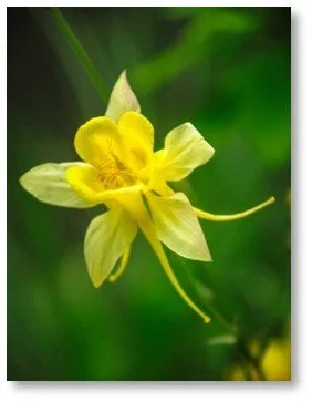 Columbine