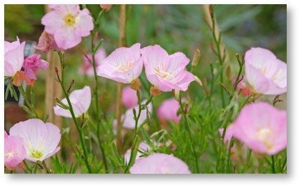Pink Evening Primrose