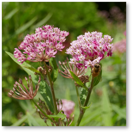Common Milkweed