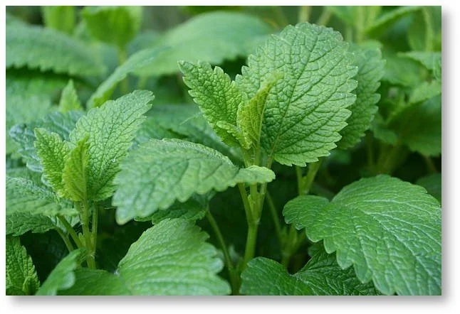 Lemon Balm