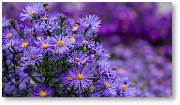 Asters