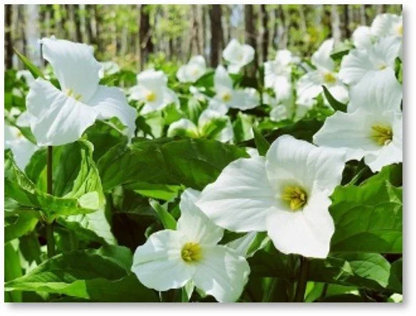 Trillium