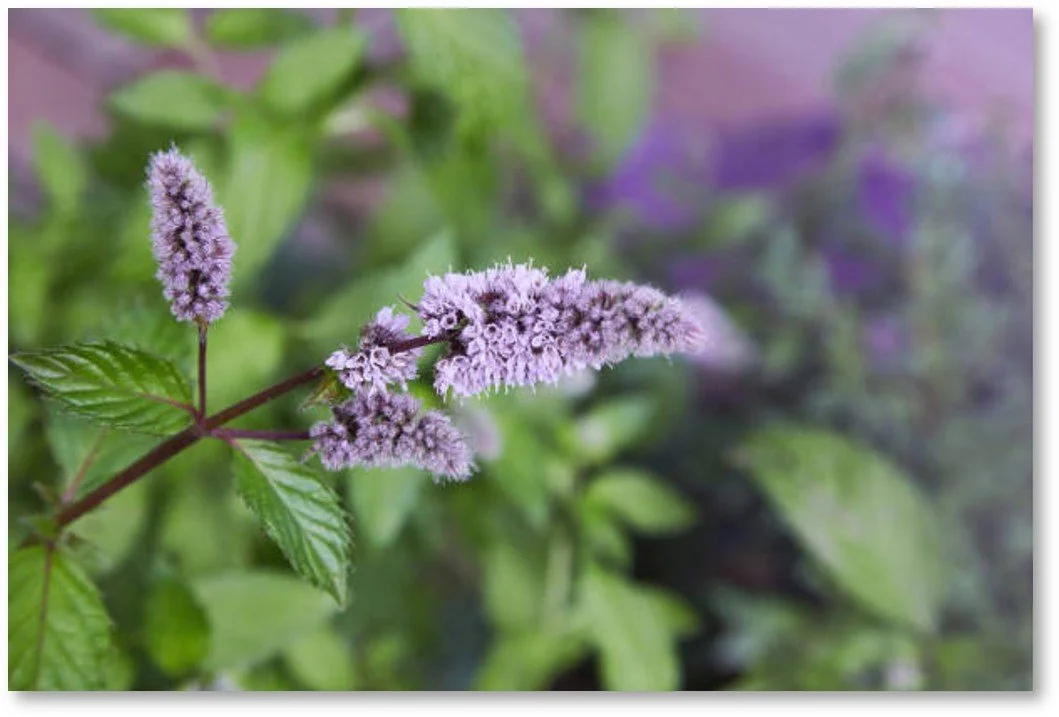 Peppermint