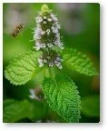 Lemon Balm Flower Essence (Uplifting)