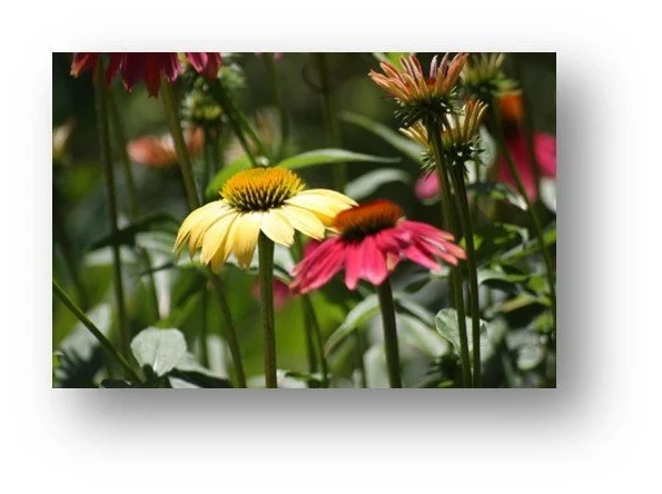 Echinacea Flower Essence