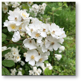 White Wild Rambling Rose Flower Essence