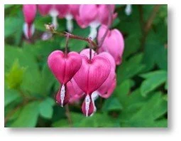 pink bleeding heart shadow.jpg