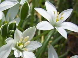 Star of Bethlehem Flower Essence