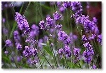 Lavender Flower Essence