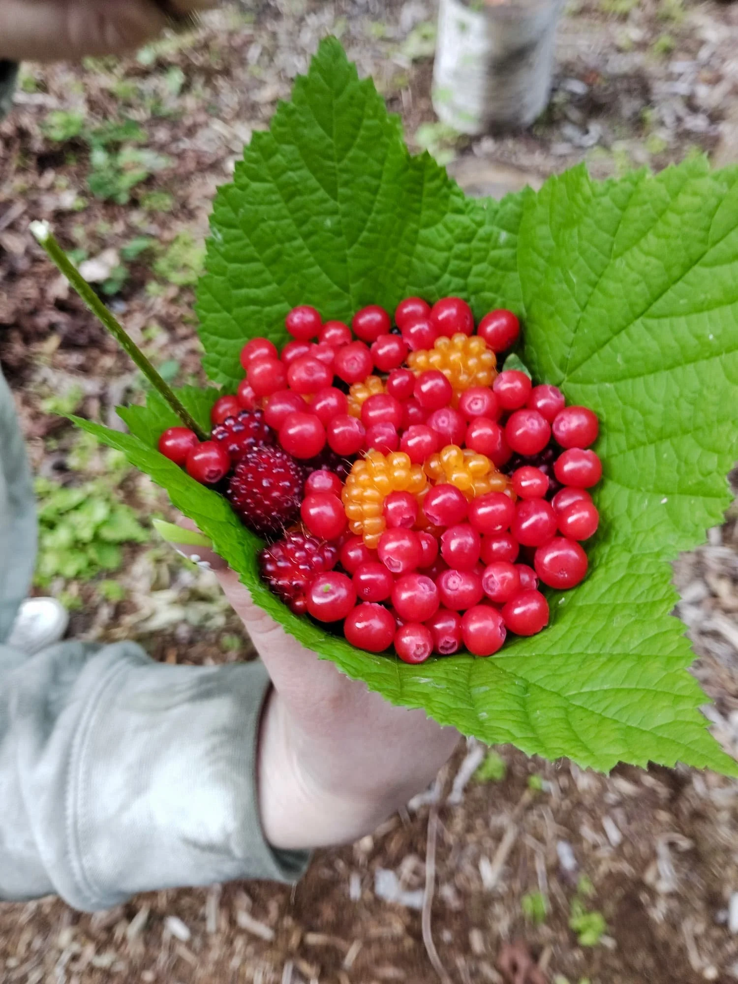 Big Leaf Nursery school visits 
