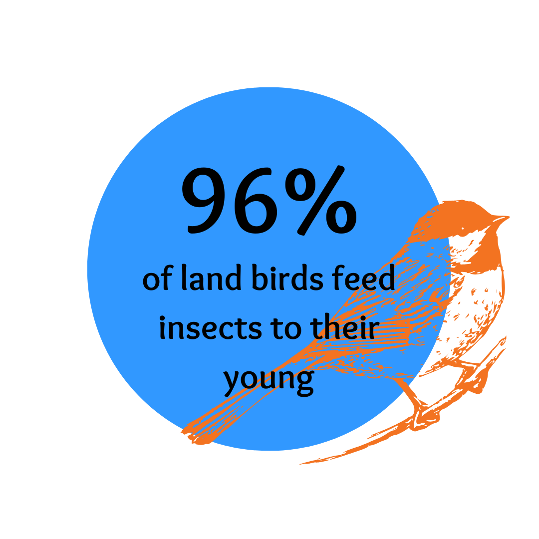 Bird impact graphic