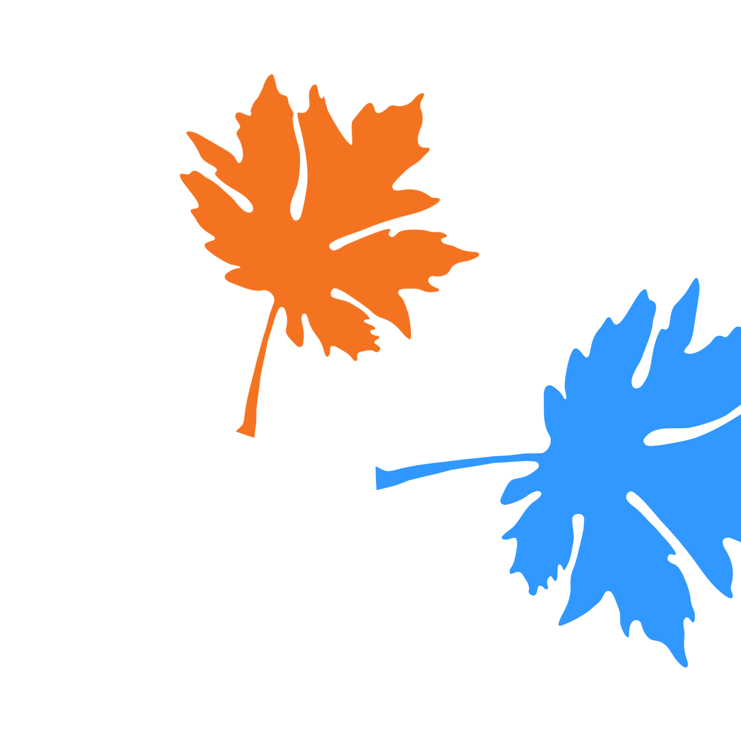 Big Leaf Nursery leaf graphic– Bellingham, WA