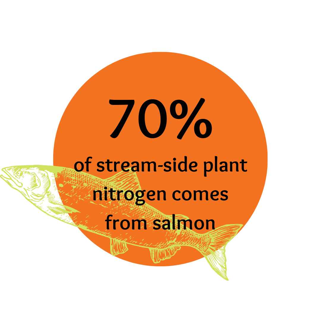 Salmon impact graphic