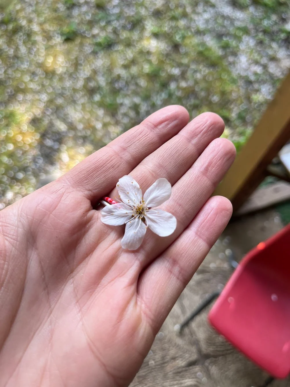 Big Leaf Nursery bitter cherry in hand