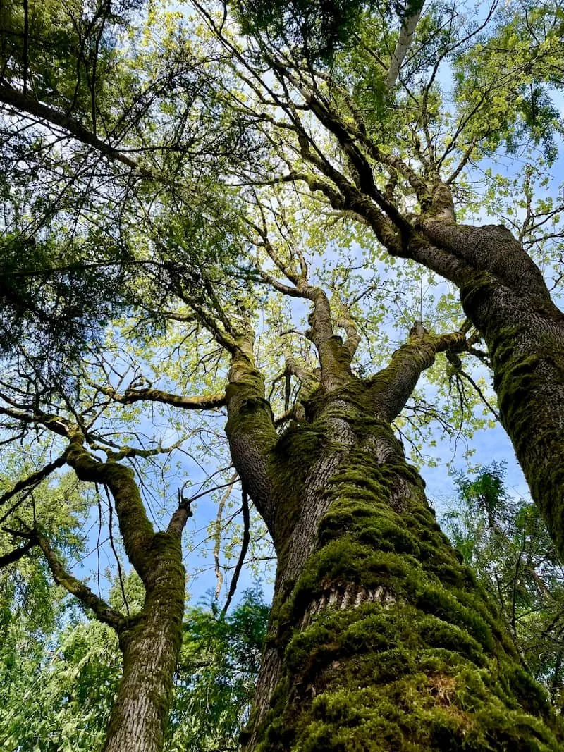 Big Leaf Maple tree