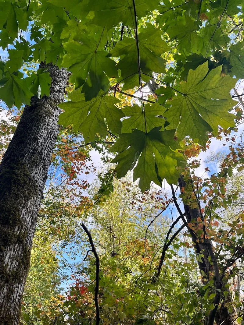 Big Leaf Maple