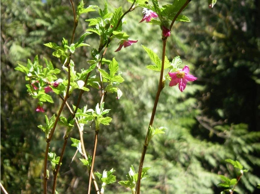 Salmonberry