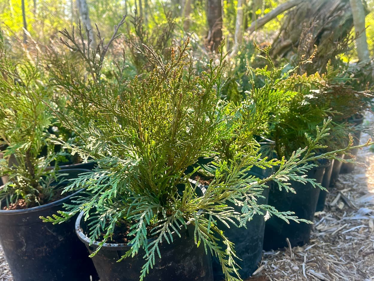 Big Leaf Nursery live Christmas trees