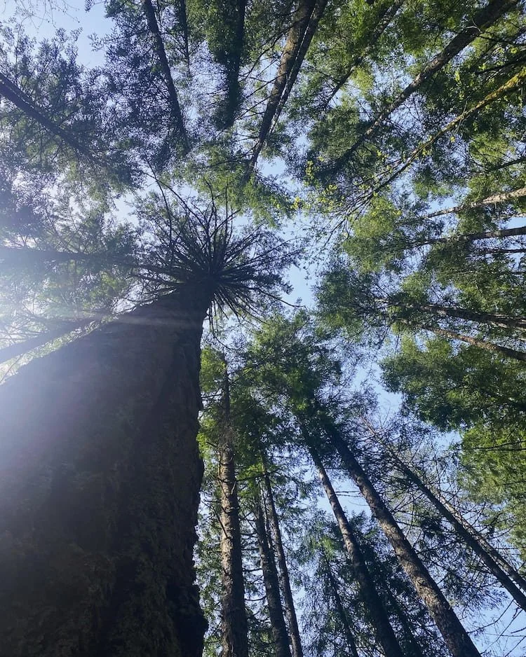 Big Leaf Nursery plant resources