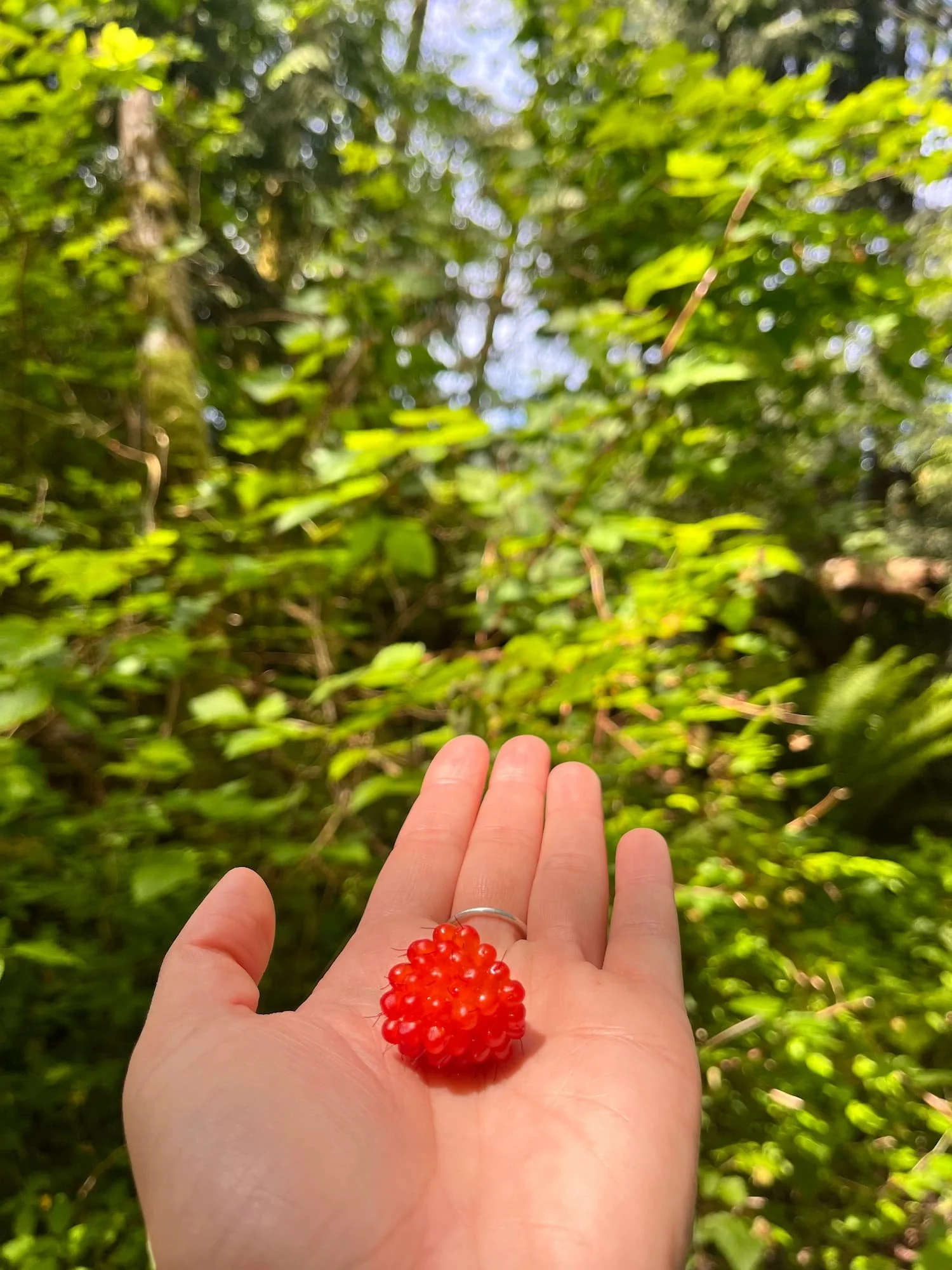 Big Leaf Nursery trade for trees