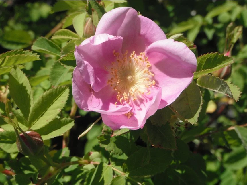 Nootka Rose