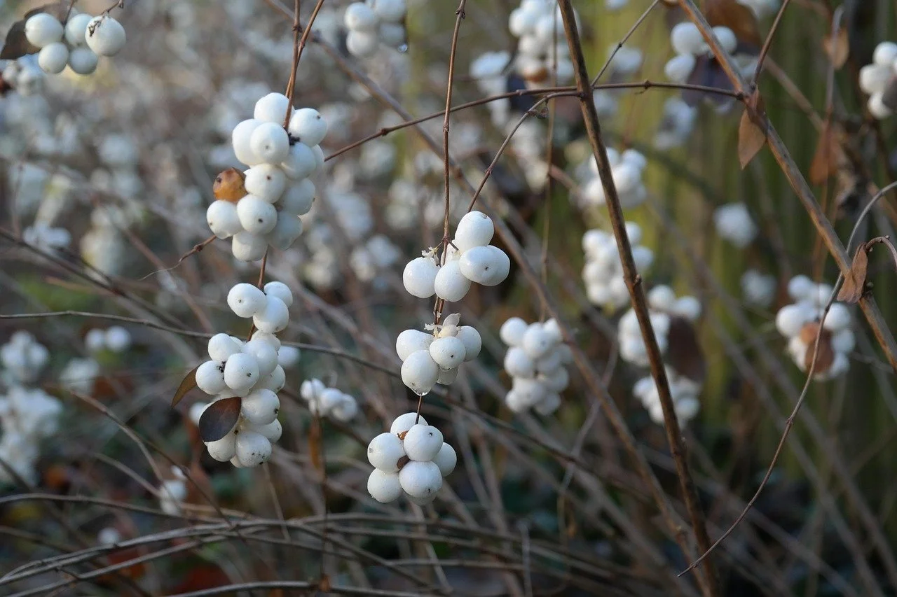 Snowberry