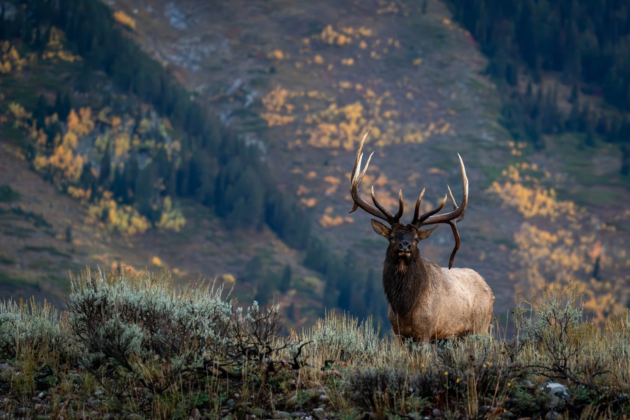 Elk