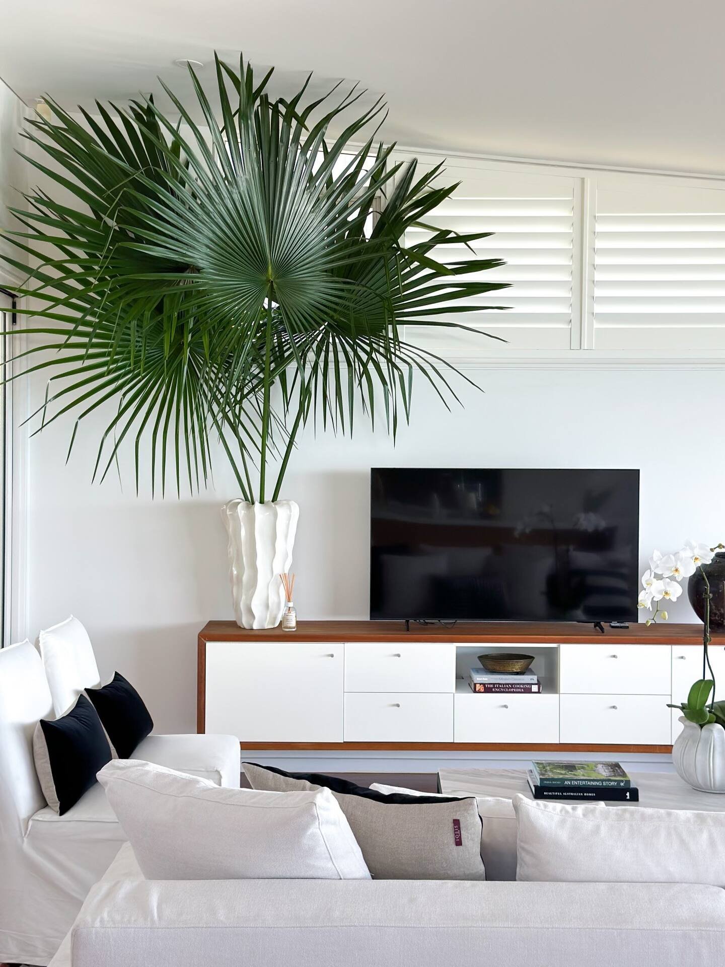 Living room with large green palm plant in a white vase, white sofa with black and white pillows, white TV stand with a flat-screen TV, and white shutters on the window.