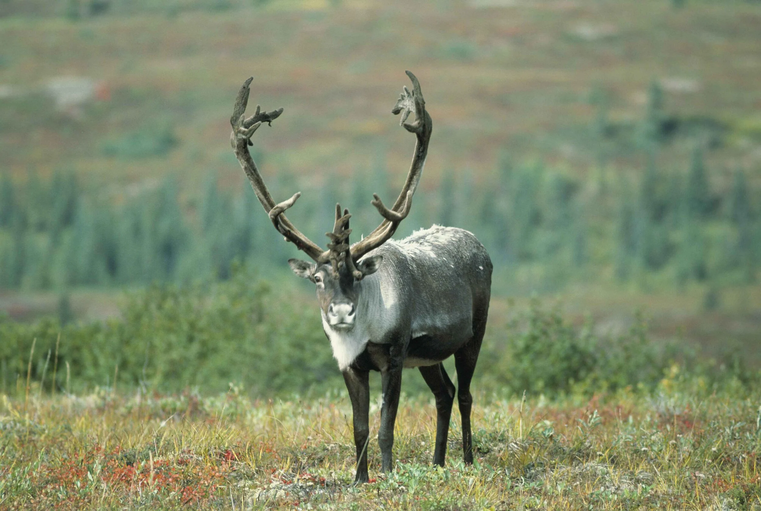 caribou-gazes-in-grass.jpg