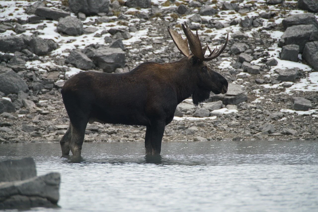 moose-5215531_1280.jpg