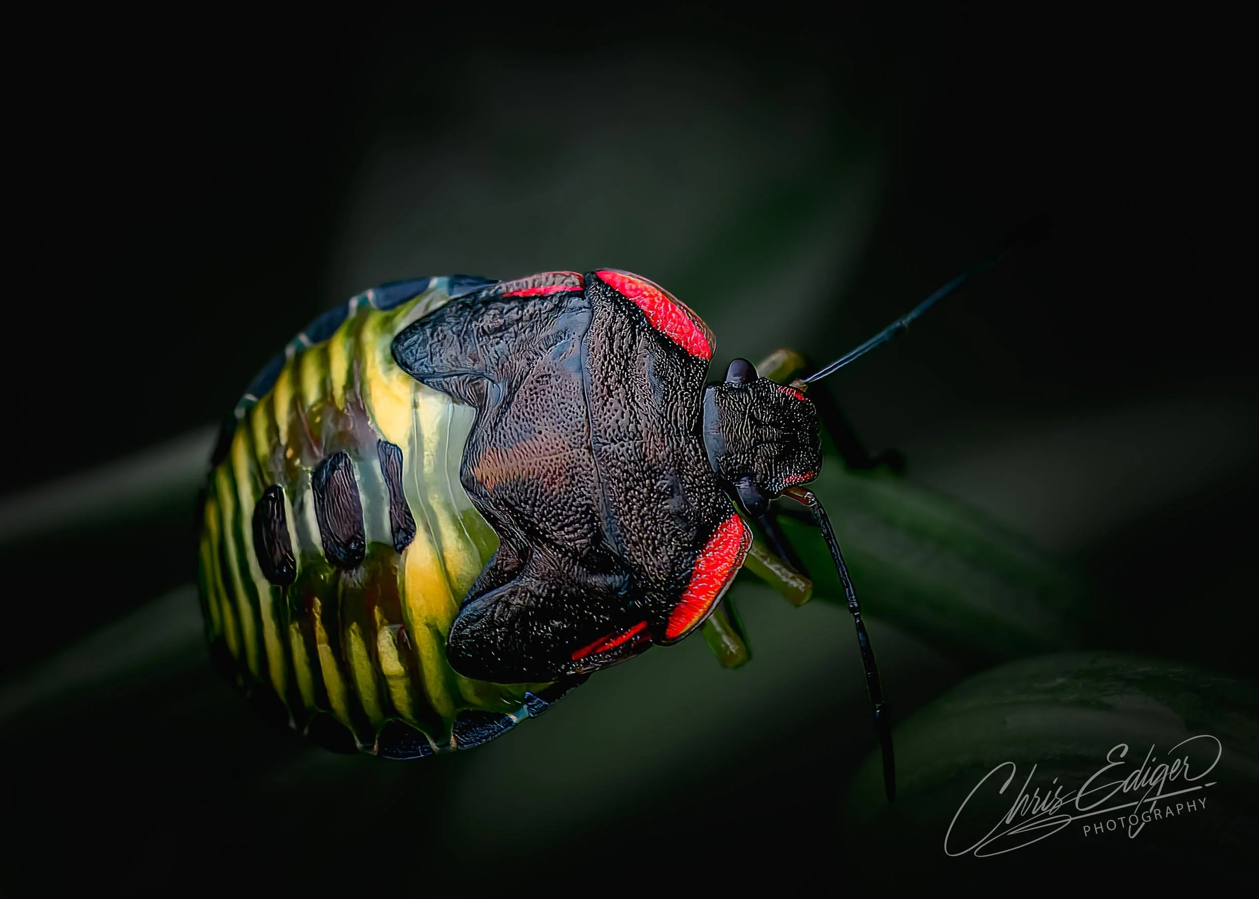 A macro shot of a stink bug nymph with vivid black, yellow, and red markings resting on a green leaf. The fine textures and intricate details highlight the insect's striking appearance.